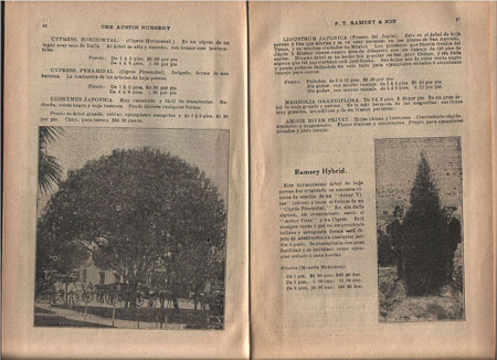 10b_Ram_cat1911-12