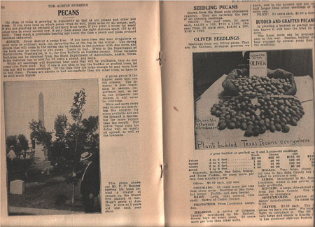 12a_Ram_cat1914