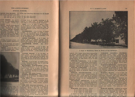 12b_Ram_cat1914