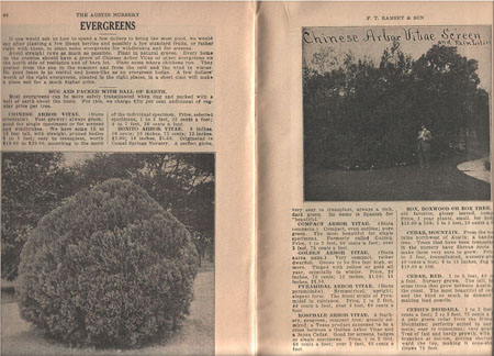12e_Ram_cat1914