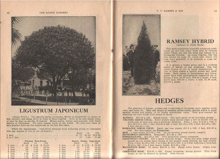 13a_Ram_cat1916