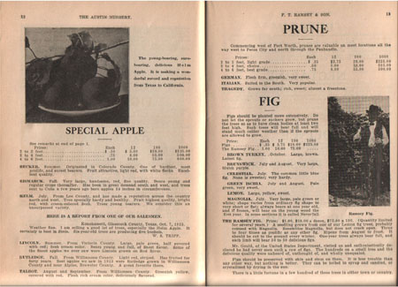 15a_Ram_cat1919