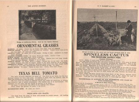 15b_Ram_cat1919